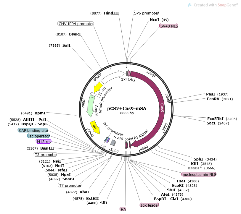 PCS2+Cas9-mSA